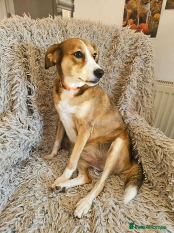 Mixed Breed dogs SHADOW - Advert 10