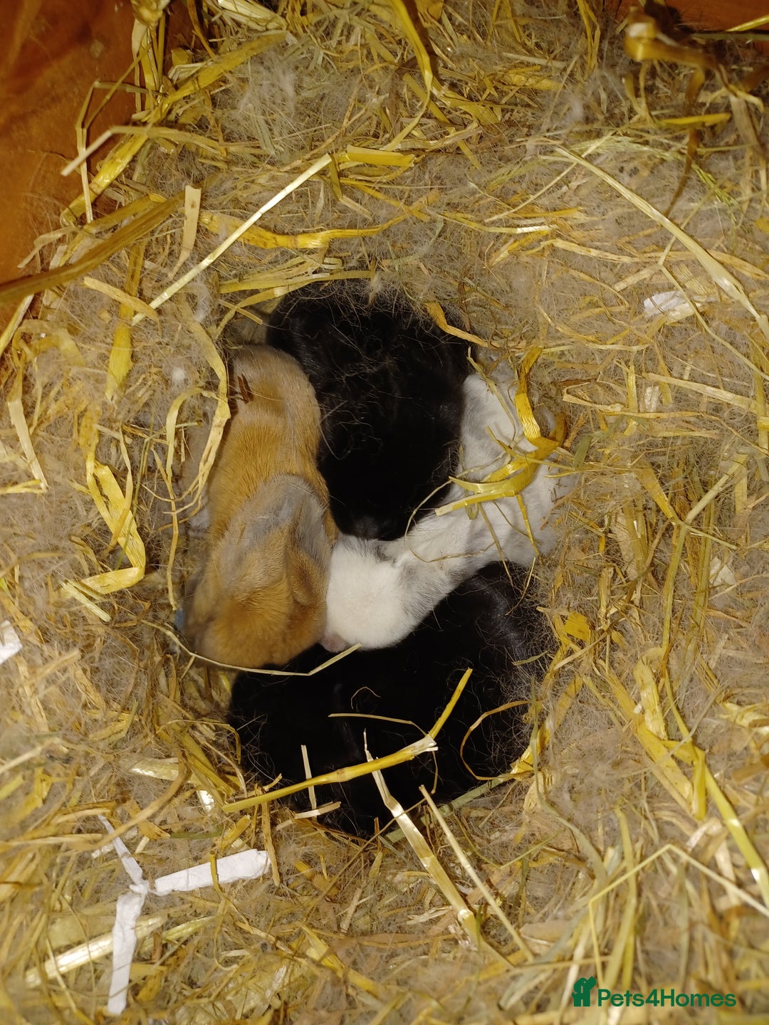 Mini Lop rabbits for sale: Adorable Pure Bred Mini Lops 🥰🐰 - Advert 7