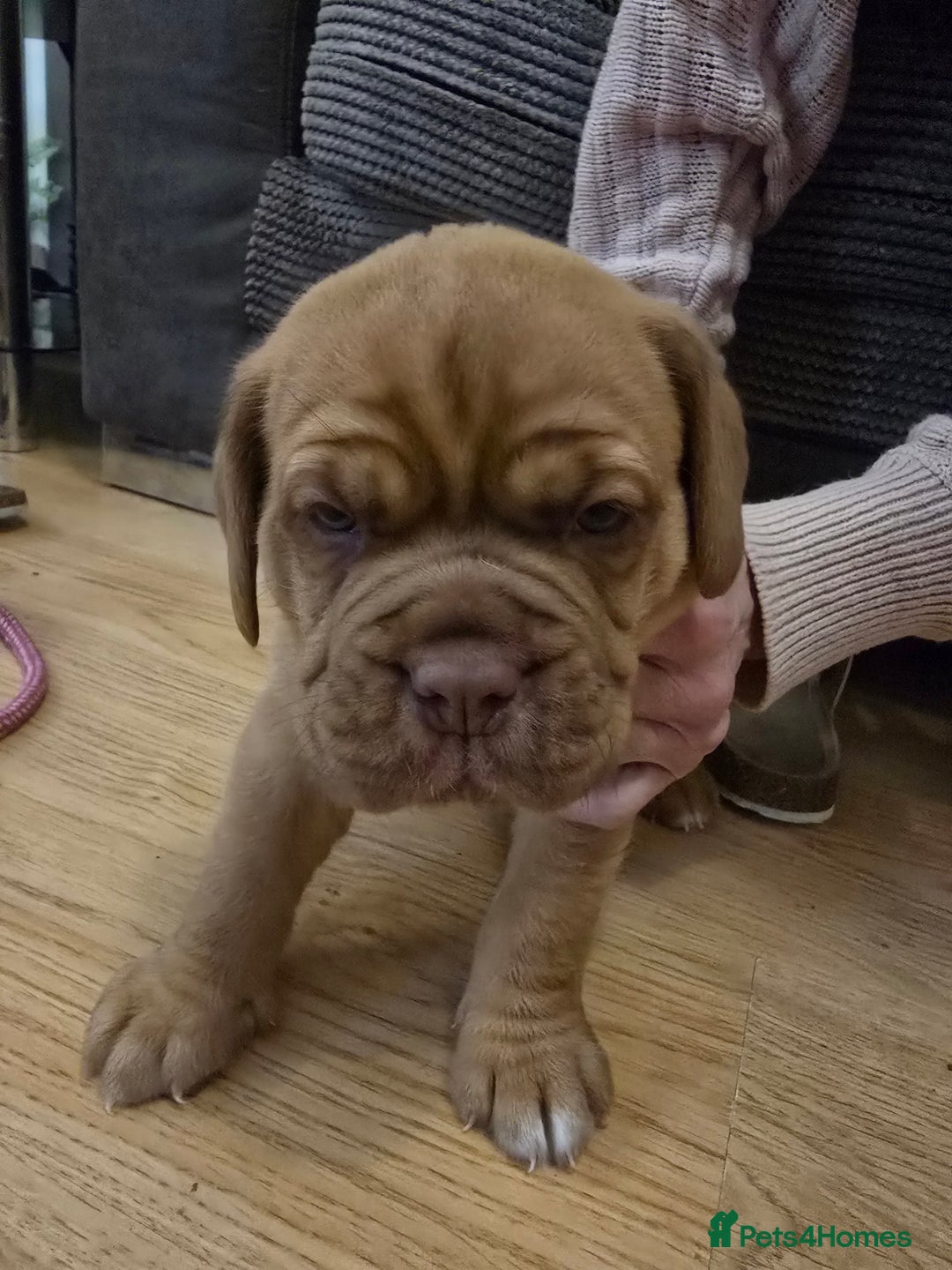 Dogue De Bordeaux dogs for sale: Dogue de bordeux puppies for sale! - Advert 6