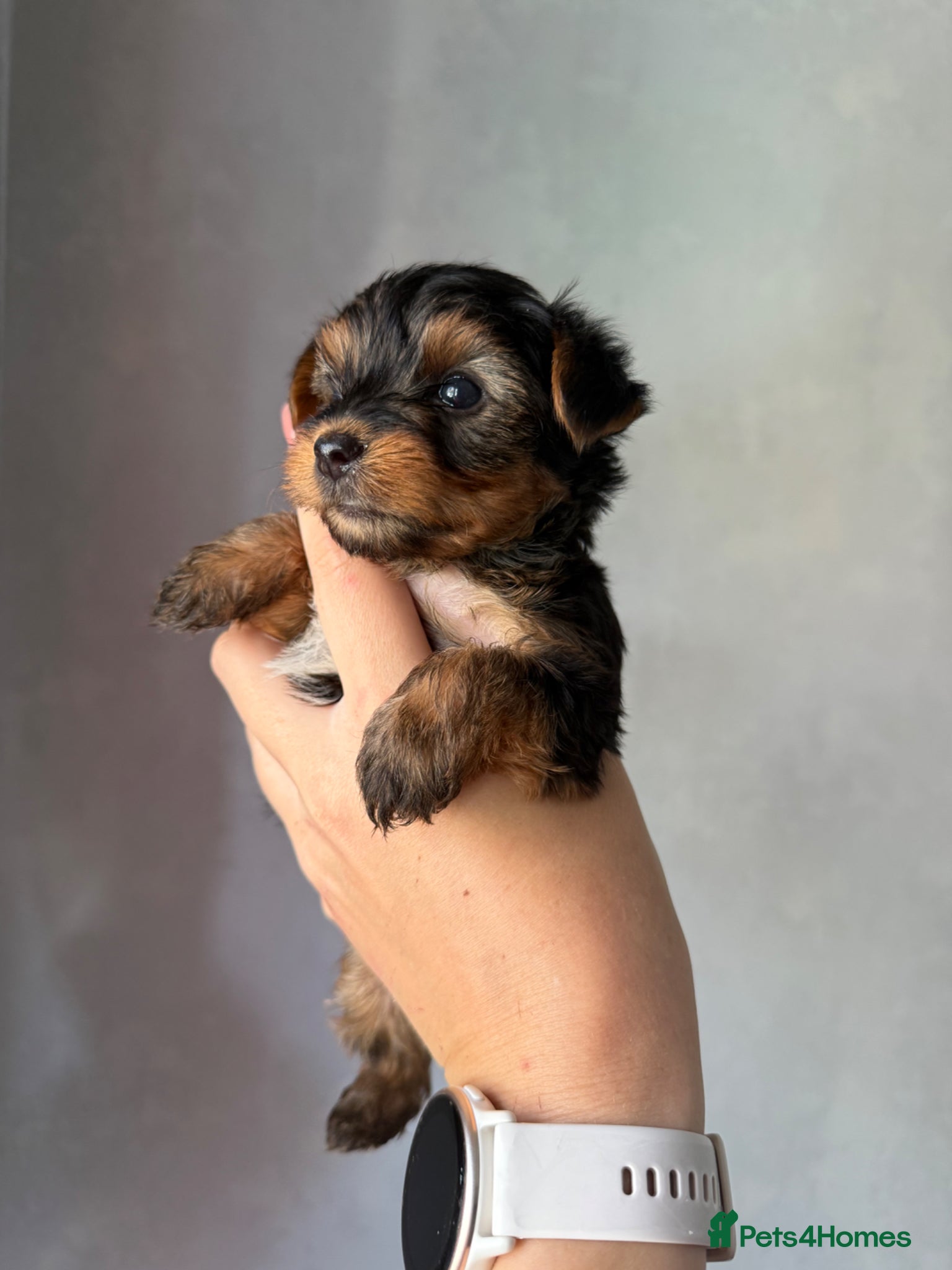 Yorkshire Terrier dogs for sale: Mini Yorkshire terrier 2kg  - Advert 9