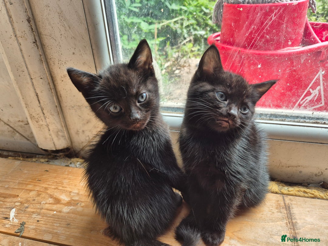 Domestic Shorthair cats for sale: Black kittens - Image 2