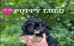 Shih Tzu dogs for sale: 🌟OUTSTANDING MALSHIPOO LITTER🌟Ready from 4/10/25 - Image 8