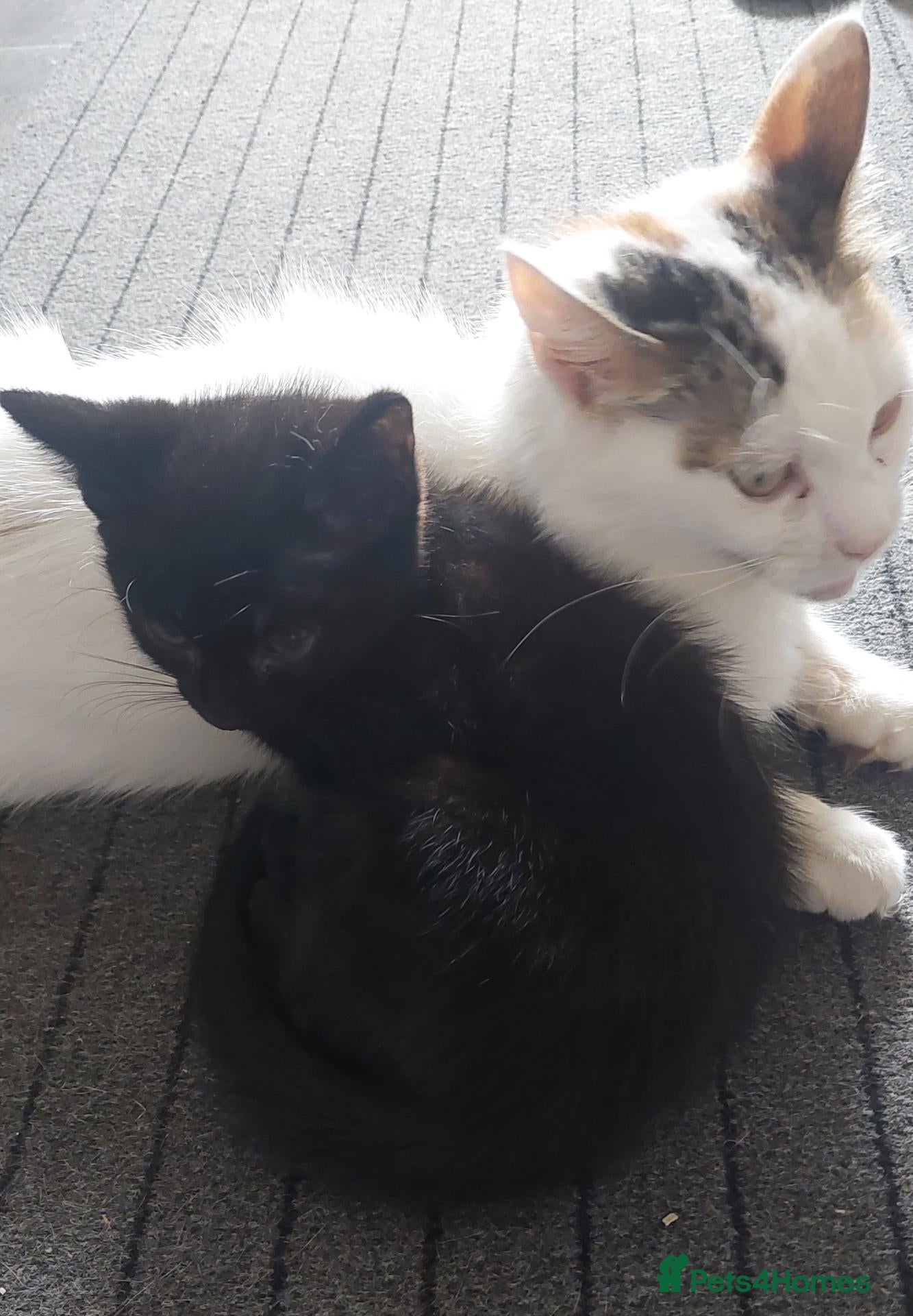 Mixed Breed cats for sale: 2 kittens girls - Advert 2