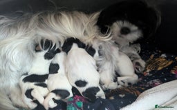 Biewer Terrier dogs for sale: Adorable Purebred Biewers  - Image 27