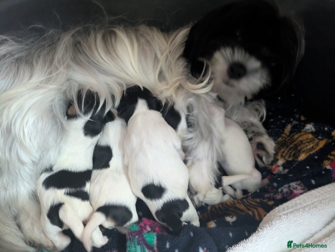 Biewer Terrier dogs for sale: Adorable Purebred Biewers  - Image 27