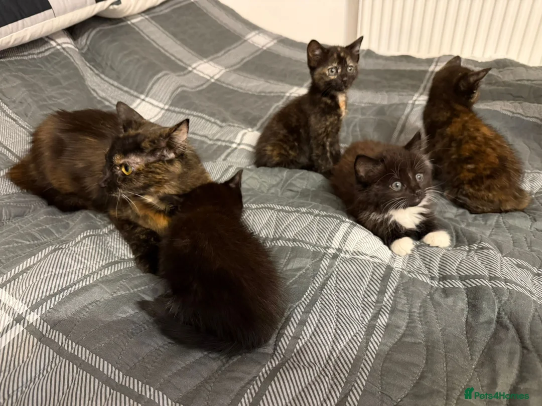 Mixed Breed cats for sale: Pepper - Advert 2