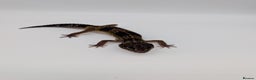 Leopard Gecko reptiles for sale: Black Night Cross Leopard Gecko  - Advert 20