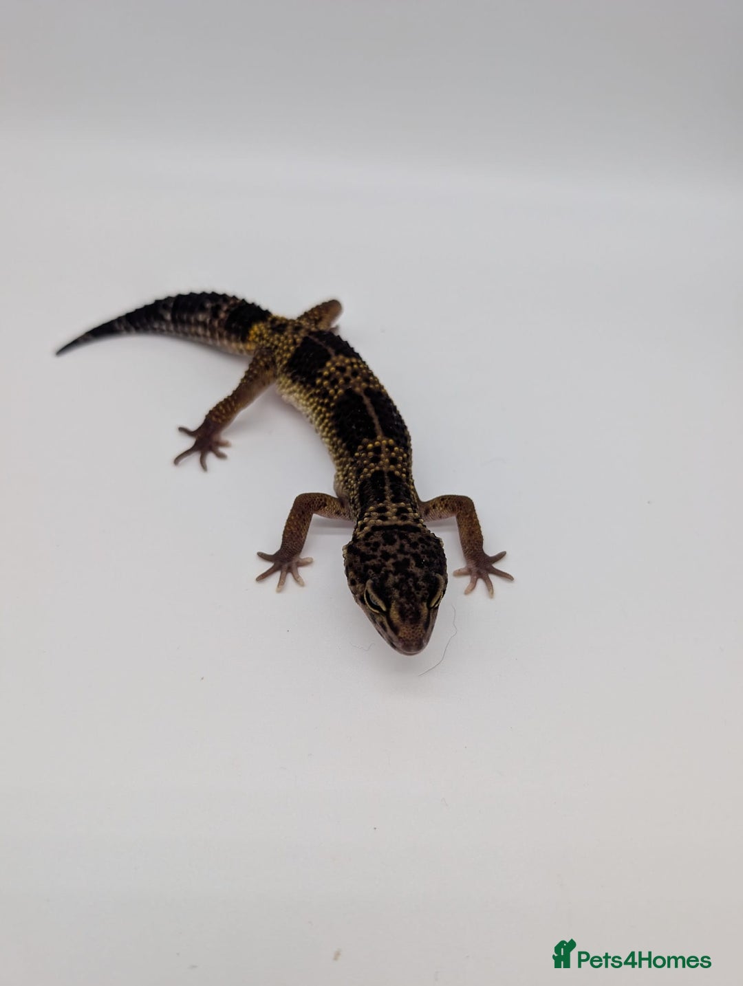 Leopard Gecko reptiles for sale: Black Night Cross Leopard Gecko  - Advert 20