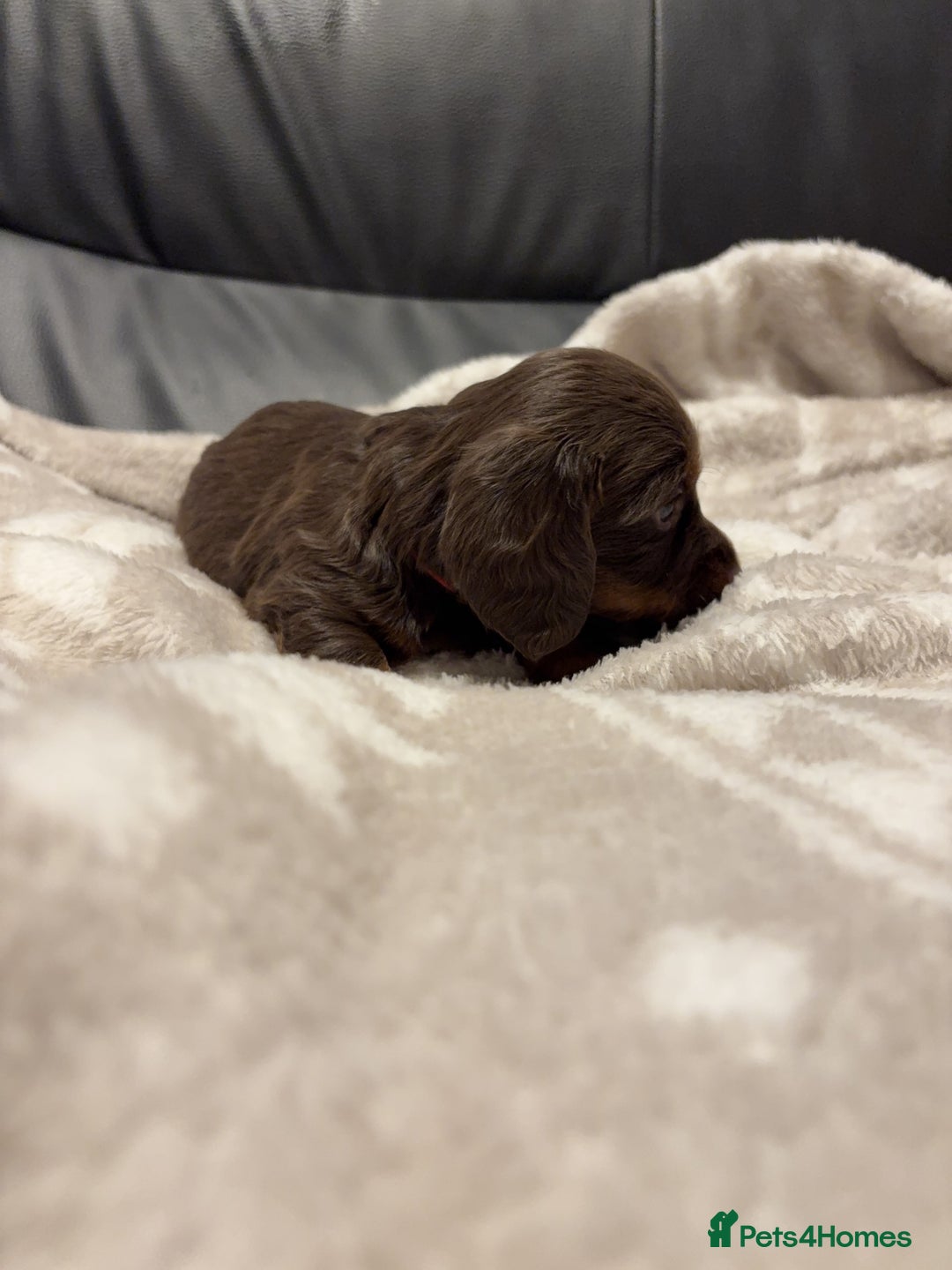 Miniature Dachshund dogs for sale: Miniature Dachshund Puppies Chocolate and Tan KC - Advert 7