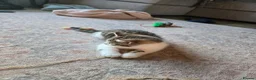 British Shorthair cats for sale: 1 Male kitten avaible - Advert 4