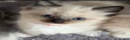 Ragdoll cats for sale: 🎀Fluffy ragdoll babies🎀 - Advert 15