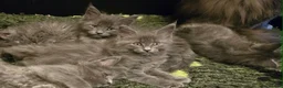 Maine Coon cats for sale: GCCF Blue Maine Coon litter  - Advert 4