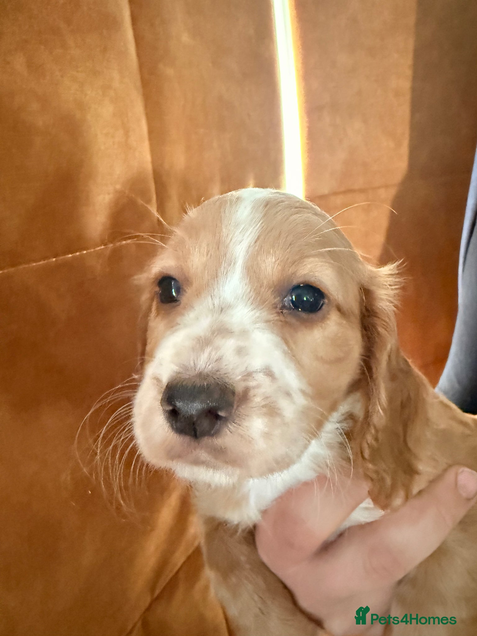 Cocker Spaniel dogs Cocker spaniel puppies - Advert 4