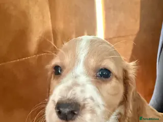 Cocker Spaniel dogs Cocker spaniel puppies - Advert 4