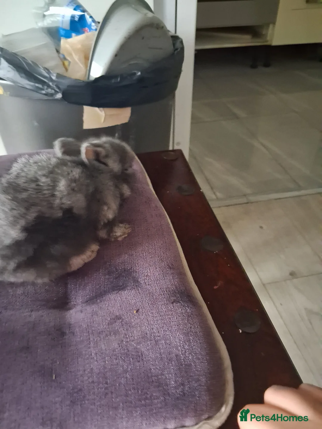 Lionhead rabbits for sale: 🐰 Beautiful Lionhead Rabbits for Sale 🐰 - Advert 4