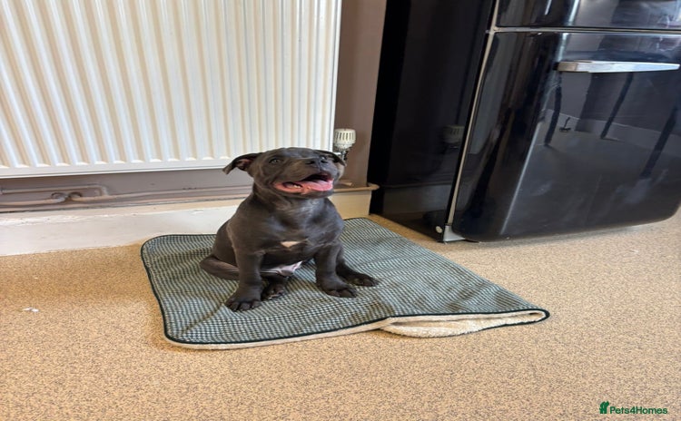Staffordshire Bull Terrier dogs - Advert 5