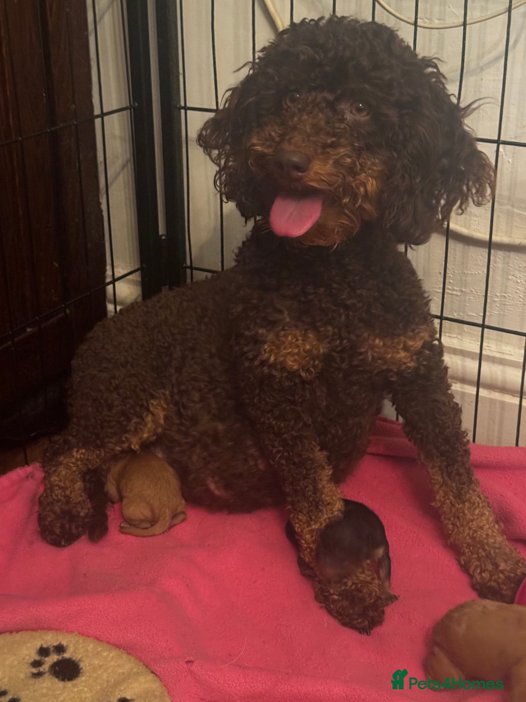 Miniature Poodle dogs for sale: KC Miniature Poodles- Bred for your family…   - Advert 3