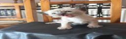 Siamese cats for sale: *female avaliable!* 5 Stunning Siamese Kittens - Advert 34