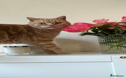 British Shorthair cats for sale: Our wonderful boy, Ferguson for sale  - Advert 19