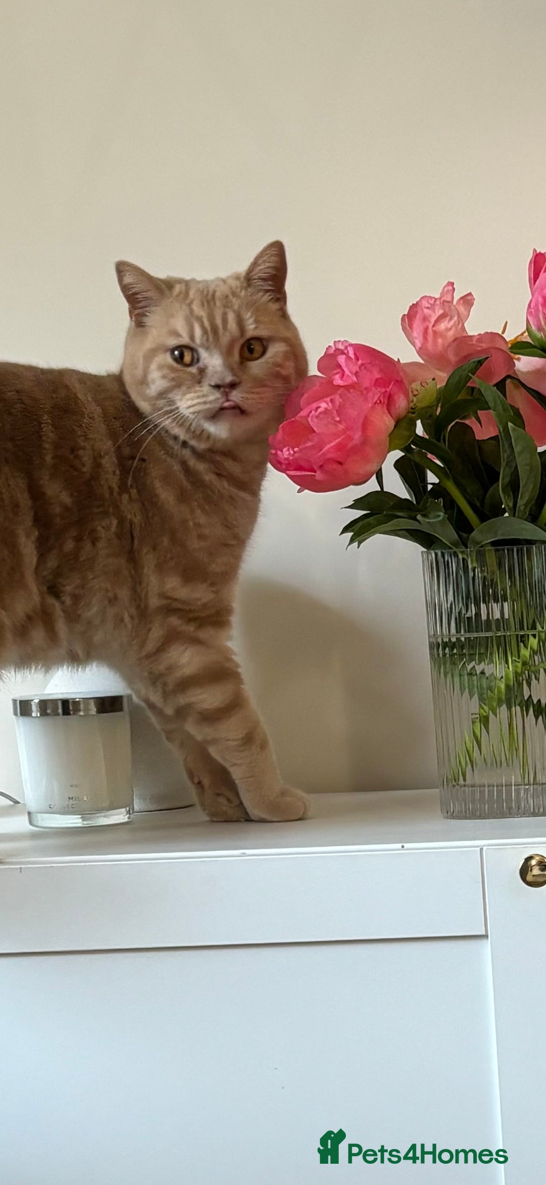 British Shorthair cats for sale: Our wonderful boy, Ferguson for sale  - Advert 19