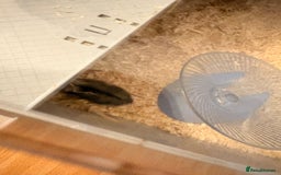 Hamster rodents for sale: Russian dwarf hamster  - Advert 4