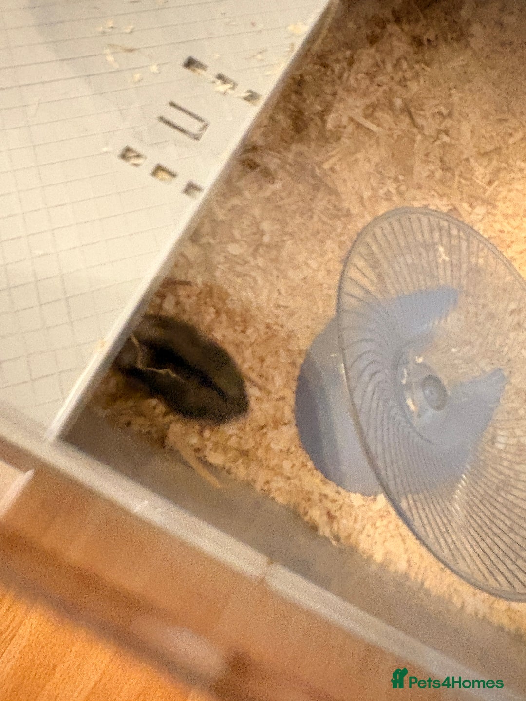 Hamster rodents for sale: Russian dwarf hamster  - Advert 4