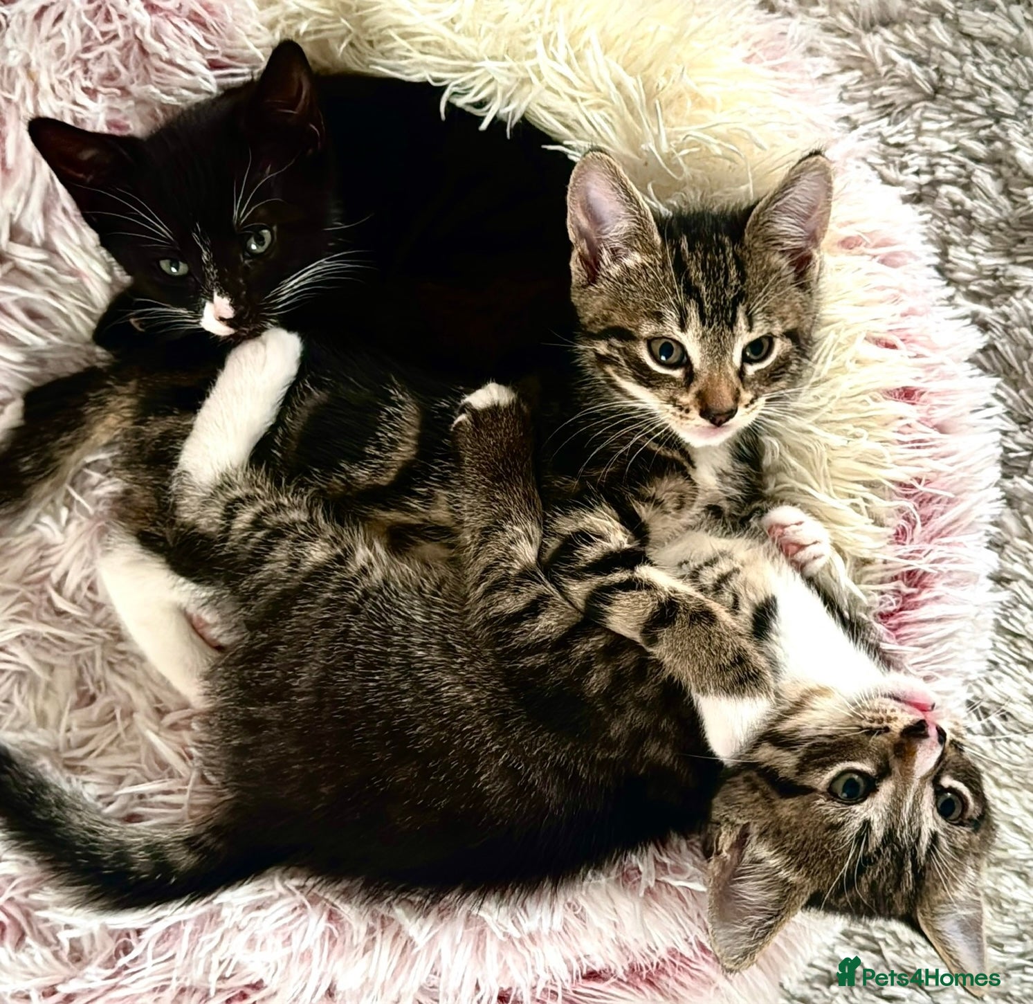 Mixed Breed cats Three kittens are looking for their homes 🐾 - Advert 4
