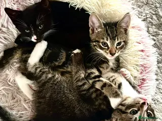 Mixed Breed cats Three kittens are looking for their homes 🐾 - Advert 4