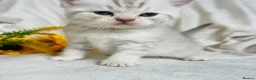 British Shorthair cats for sale: Rare chocolate spotty kittens - Advert 11