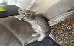 British Shorthair cats for sale: British Shorthair Male blue kitten.  - Image 8