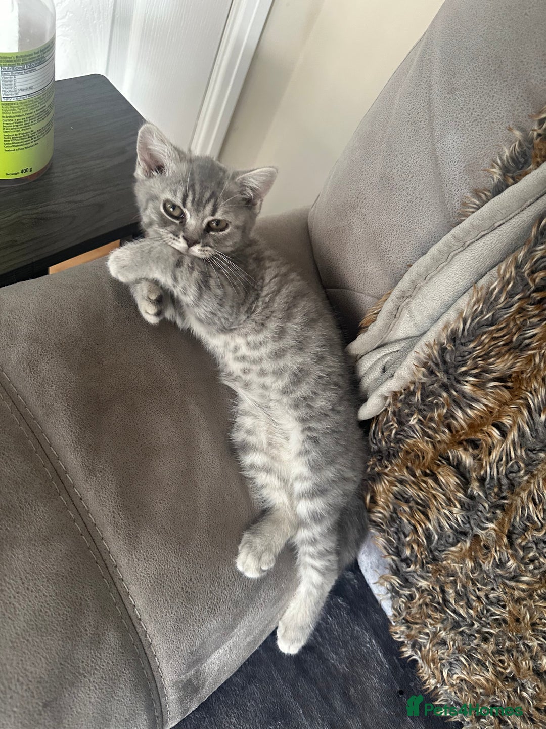British Shorthair cats for sale: British Shorthair Male blue kitten.  - Image 8