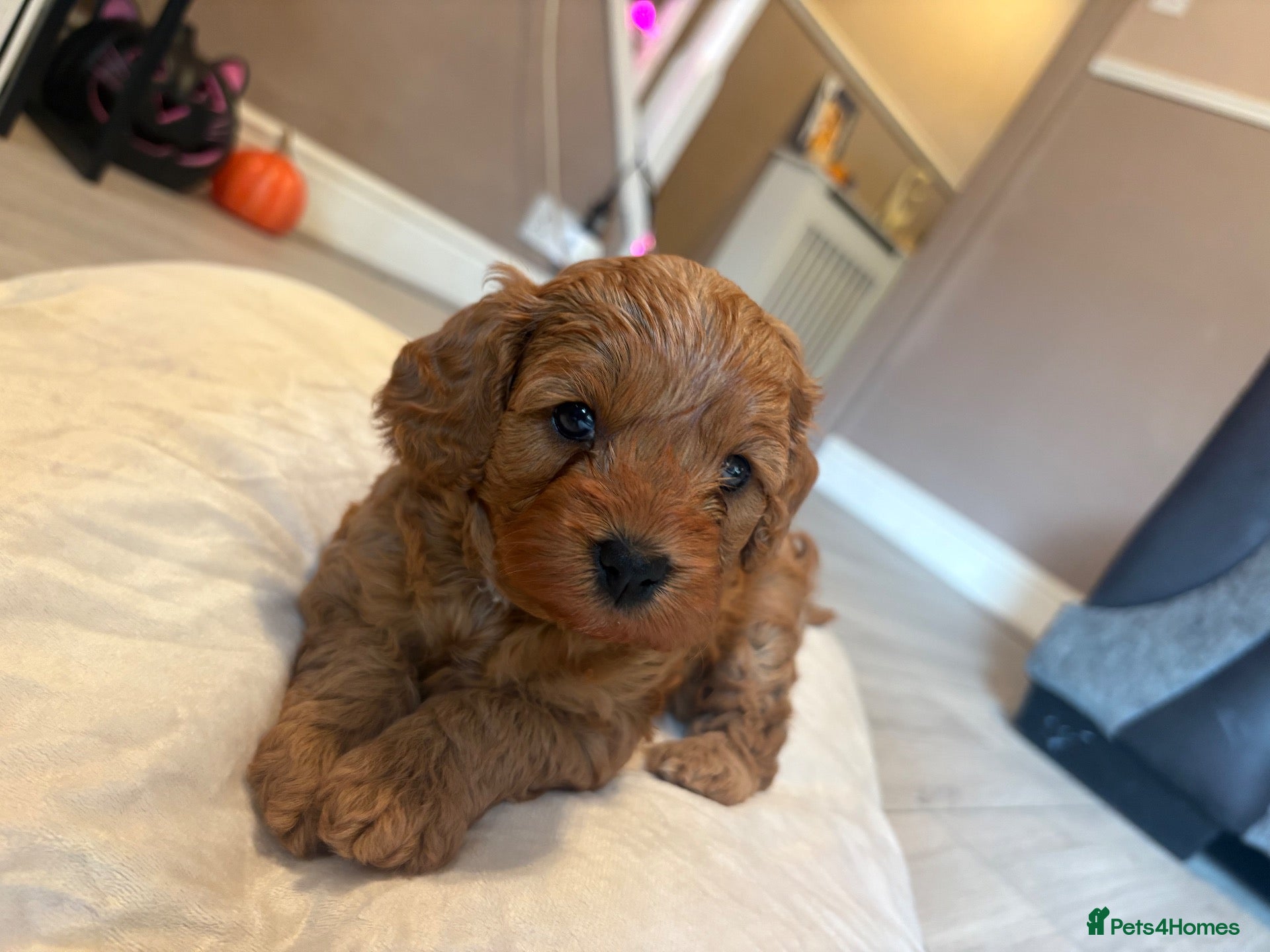 Cavapoo dogs Cavapoo  - Advert 1