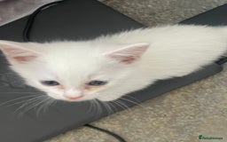 Mixed Breed cats for sale: 5 KITTENS FOR SALE🥰😍 - Image 11