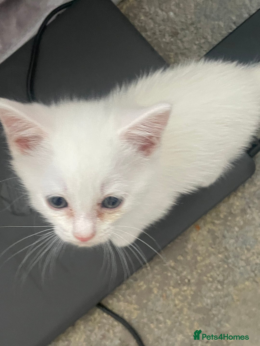 Mixed Breed cats for sale: 5 KITTENS FOR SALE🥰😍 - Image 11