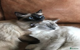 Ragdoll cats for sale: ADORABLE RAGDOLL KITTEN CHAMPIONLINE - Image 16