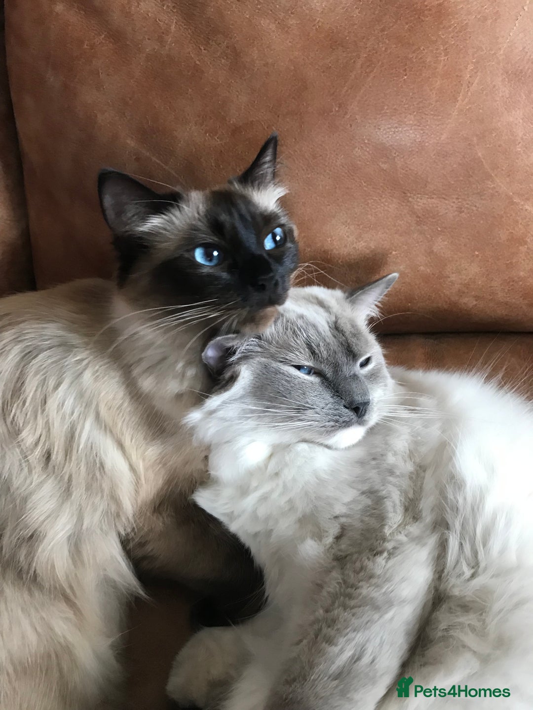 Ragdoll cats for sale: ADORABLE RAGDOLL KITTEN CHAMPIONLINE - Image 16