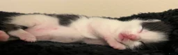Mixed Breed cats for sale: fluffy girl kittens - ready to leave 8th december* in Sheffield - Advert 3