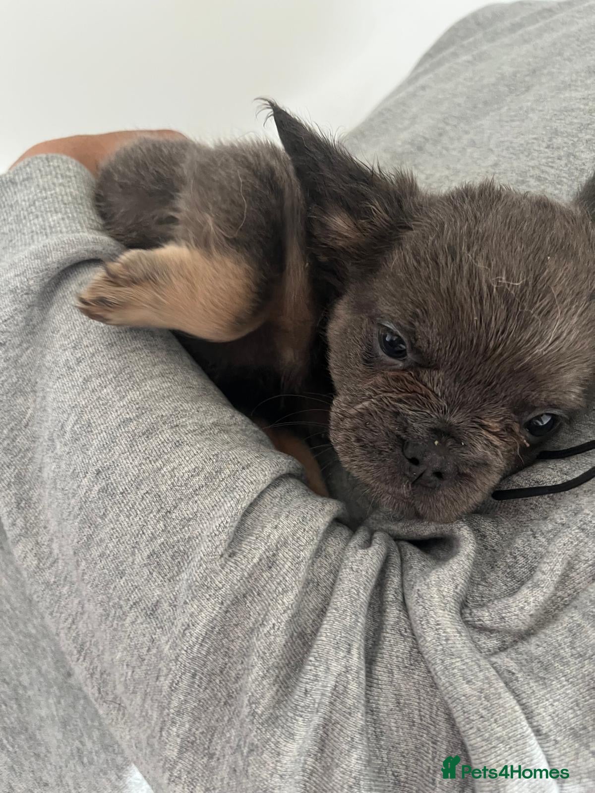 French Bulldog dogs for sale: French bulldogs for sale  - Advert 27
