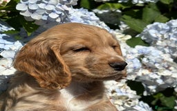 Cocker Spaniel dogs for sale: Stunning KC Reg Working Cocker Spaniels - Image 9