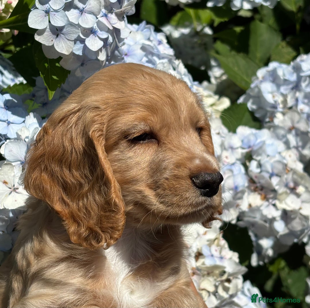Cocker Spaniel dogs for sale: Stunning KC Reg Working Cocker Spaniels - Image 9