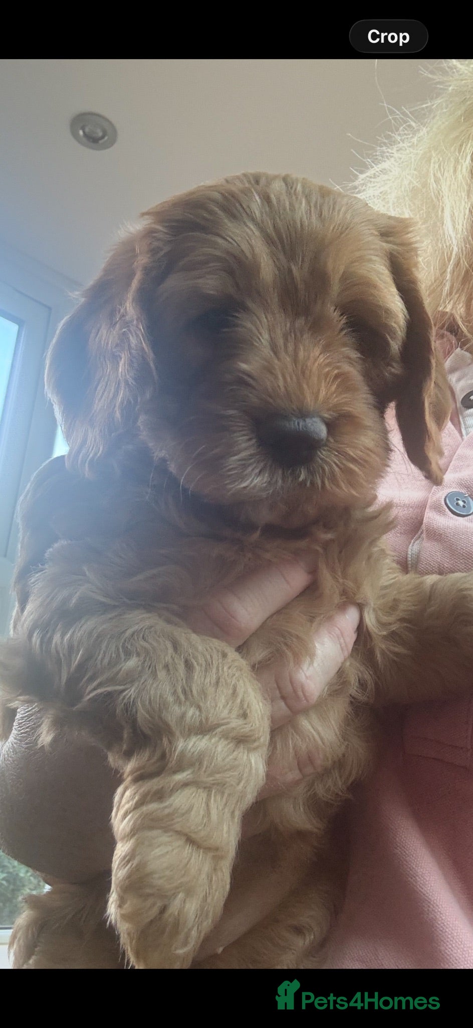 Cockapoo dogs Cockerpoos red and apricot  - Advert 1