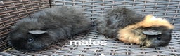 Guinea Pig rodents for sale: Guinea pigs for sale - Advert 2
