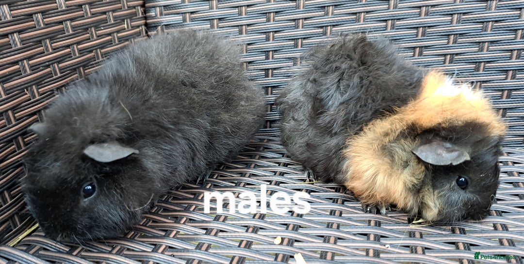 Guinea Pig rodents for sale: Guinea pigs for sale - Advert 2