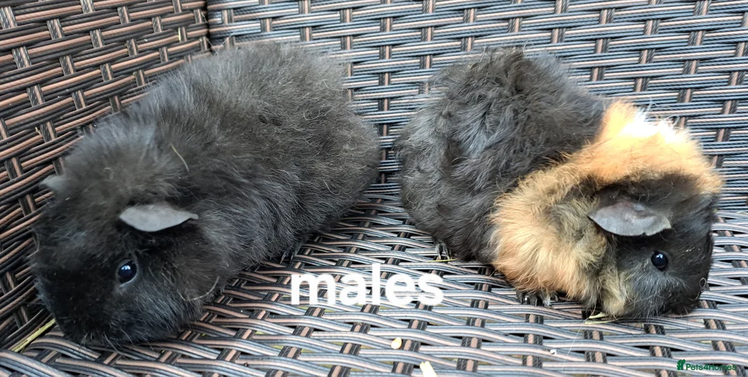 Guinea Pig rodents for sale: Guinea pigs for sale - Advert 2