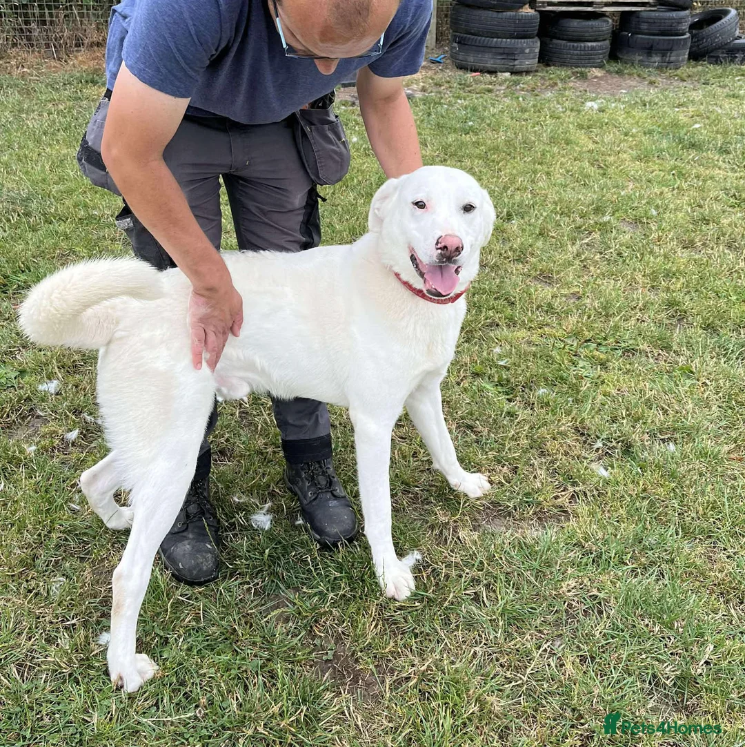 Mixed Breed dogs for adoption: DOUGIE - Like a Large Labrador - Advert 5