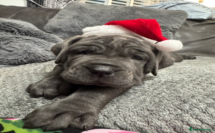 Neapolitan Mastiff dogs - Advert 2