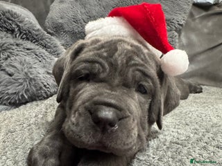 Neapolitan Mastiff dogs - Advert 2
