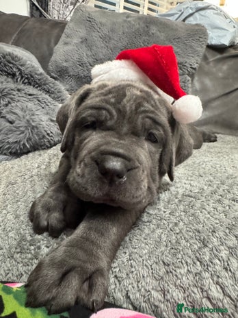 Neapolitan Mastiff dogs - Advert 2