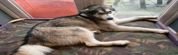 Alaskan Malamute dogs for sale: 2 female Alaskan malamutes 🩷 - Advert 6