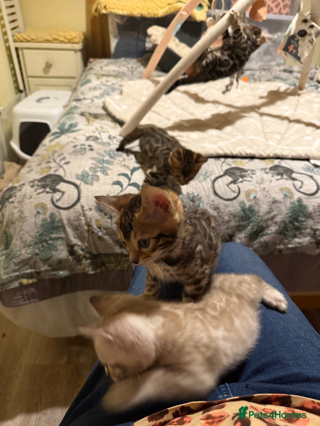 Bengal cats for sale: Pedigree TICA reg 🐾 Bengal Kittens 🐱  - Advert 9